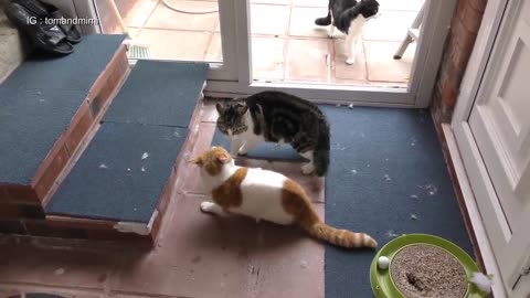 Cat fights compilation video #2023