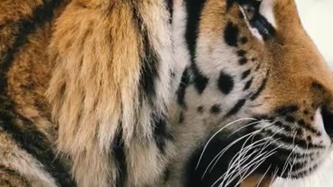 Bruit du tigre