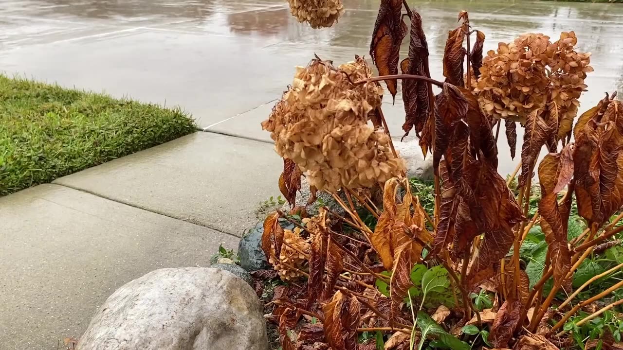 Gentle Fall Rain & Wind for Sleep, Study, Spa, Relaxation, Meditation, Healing | Calm Ambient Sounds