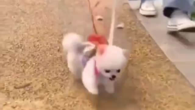 Cute Puppy - How lightweight it is?