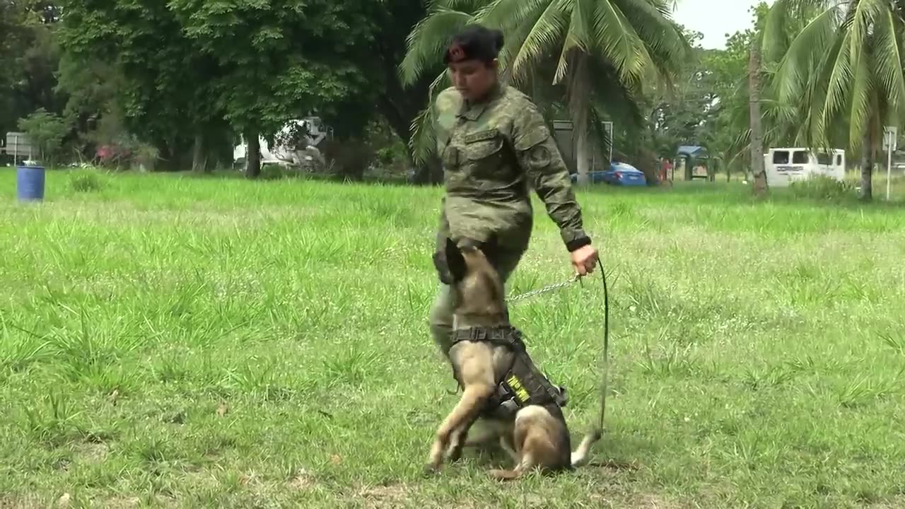 Watch U.S. and Philippine military dogs take part in epic training exercise.