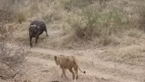 Lion vs Buffalo fight to Death | Wild Animals