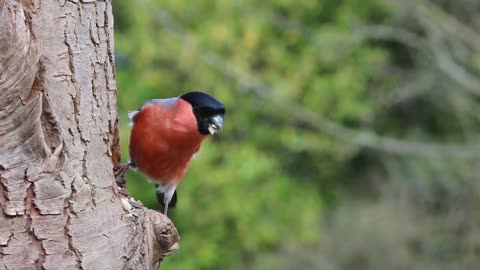 Animales and Birds