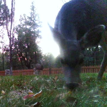 Deer Shyly Approaches Camera Then Eats Apples ASMR!