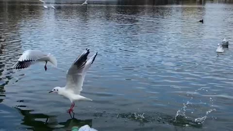 Breakfast with seagulls