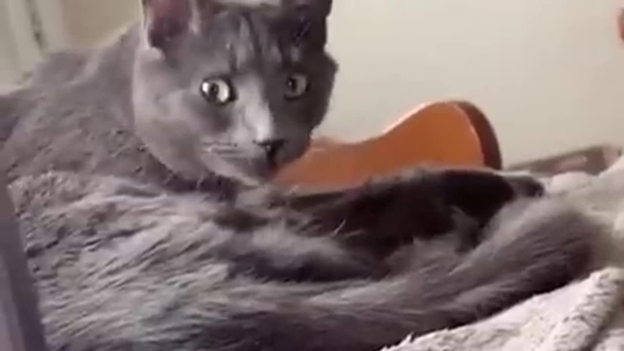 Funny cats and dogs compilation