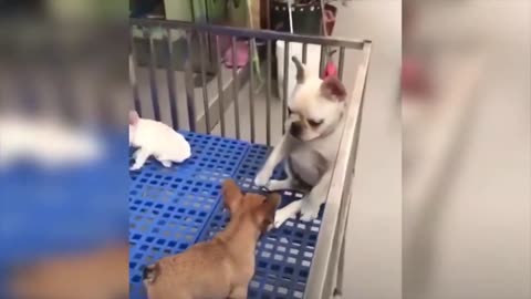 Watch These Cute Puppies Have Funny Moments