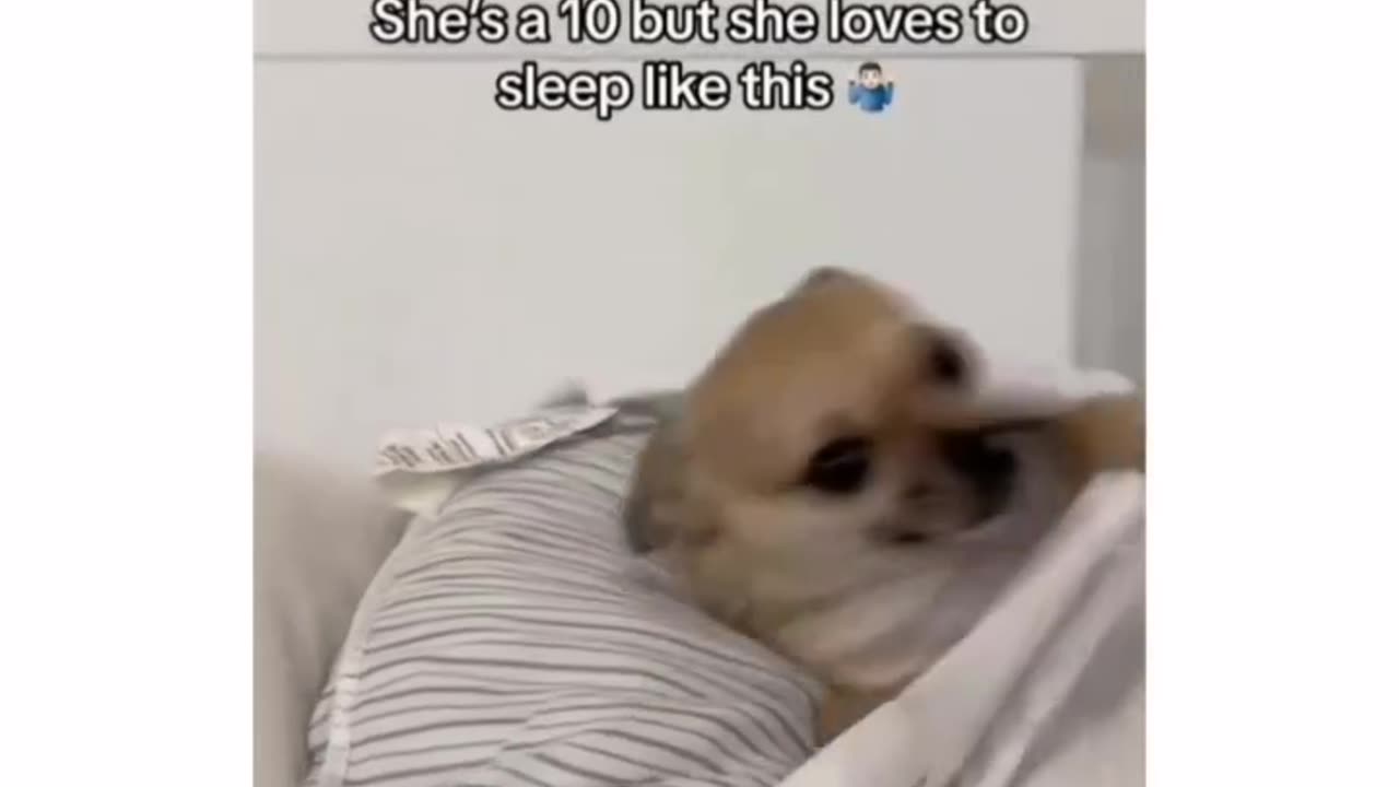 Funny Animal Videos