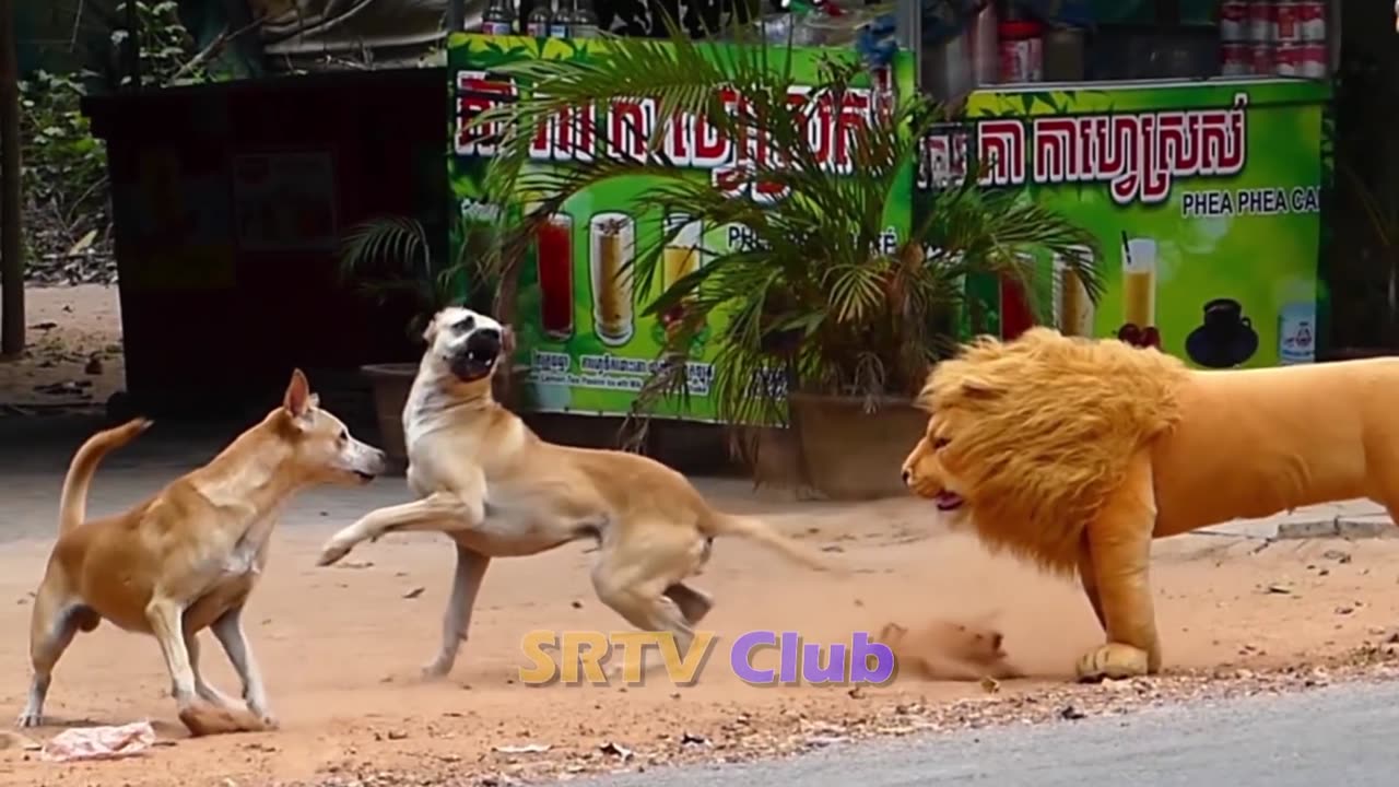 Lion prank with dogs 🤣🤣