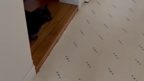 Cats and Mouse Engage in an Unforgettable Game of Chase!