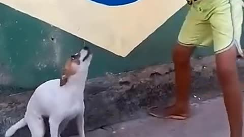 Cute dog dances with it's owner in Brazil