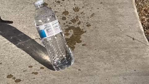 What happens when a bottle of water is shot with a Crosman 760 pump master BB gun pumped 10 times?