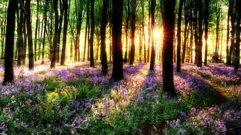 Relaxing Music and Beautiful Views for Stress Relief and Inner Peace: Serene Symphony of Nature