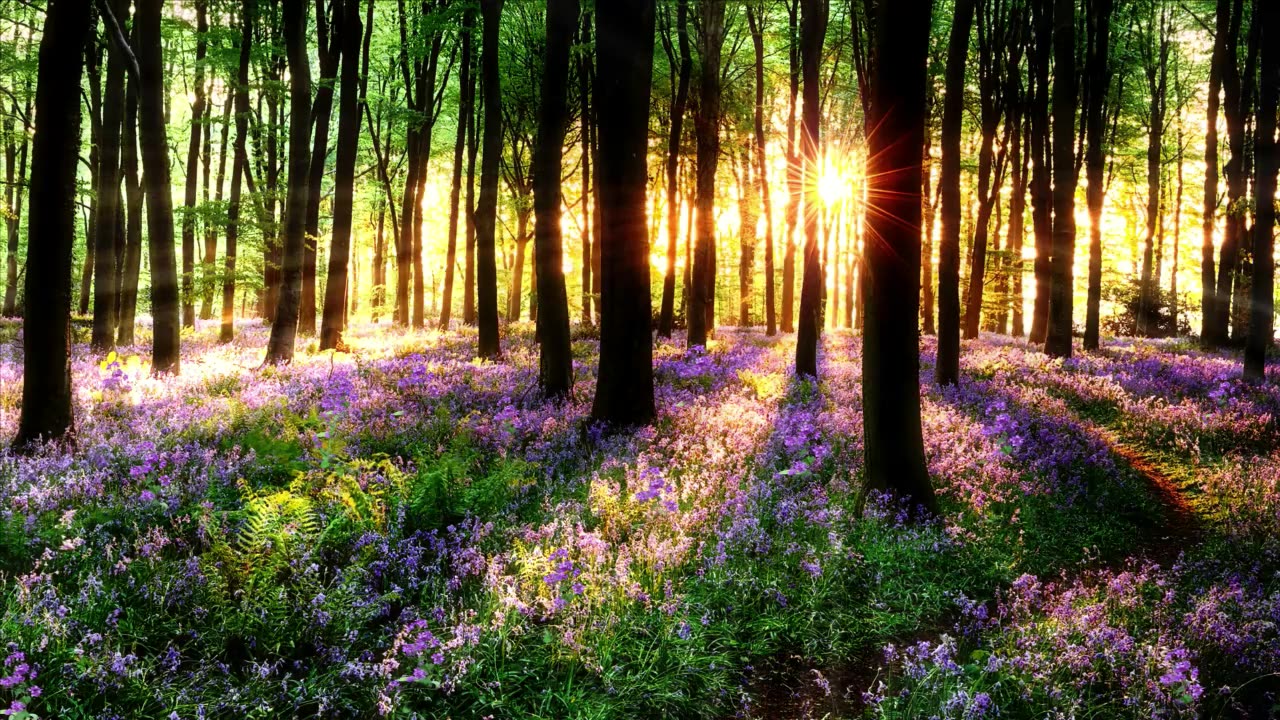 Relaxing Music and Beautiful Views for Stress Relief and Inner Peace: Serene Symphony of Nature