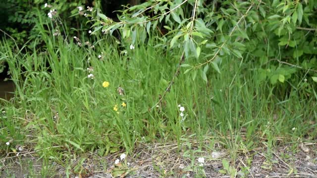 Plants in the wind