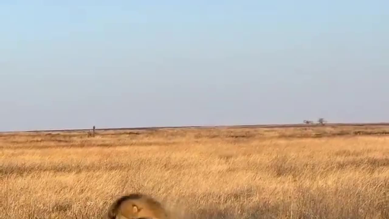 Two male lion Destroy wartog family