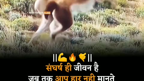 संघर्ष ही जीवन है