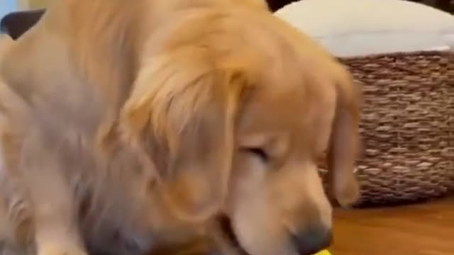 funny dog in the world