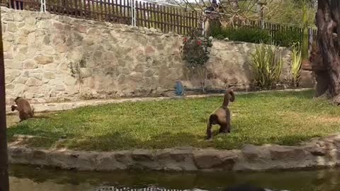 Zoologico