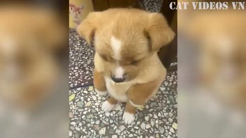 Funniest_Animals_Videos_|_Best_Funny_Cats_and_Cute_Dog_|_Funny_Animal_Compilation