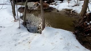 Corgi Being Chase Ends up Accidentally Doing a Polar Bear Plunge