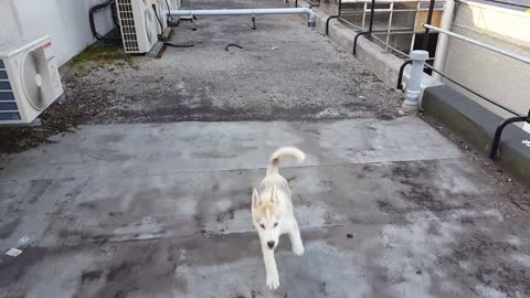 husky puppy playing soccer