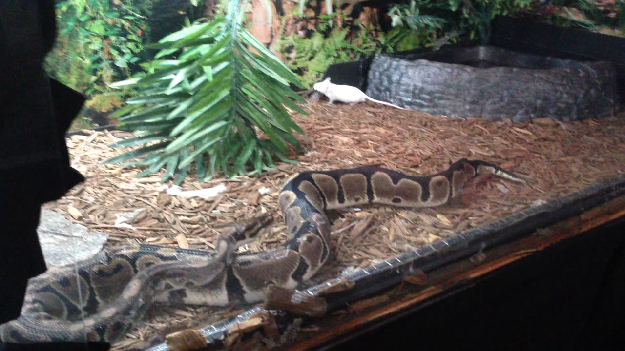 My ball python feeding ￼