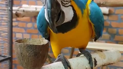 Busy eating