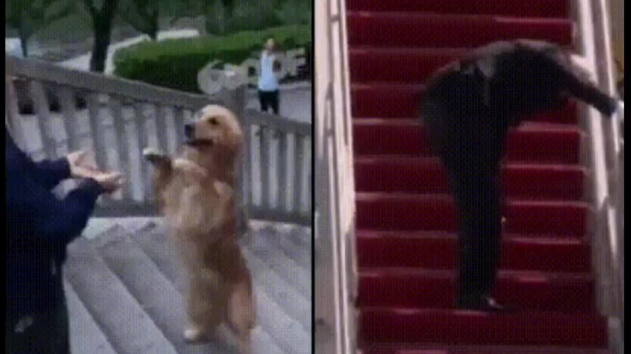 Biden vs A Golden Retriever