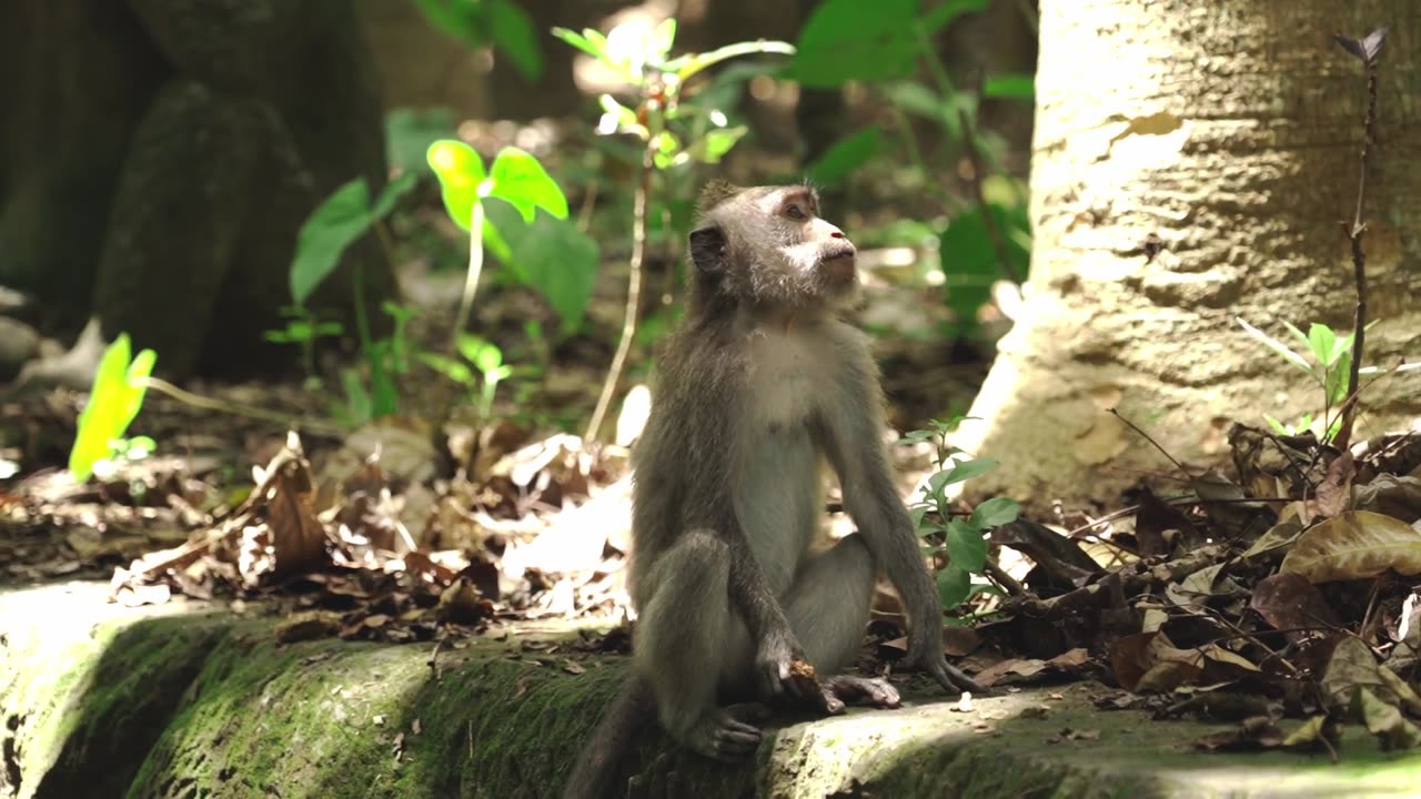 Surprised of a monkey