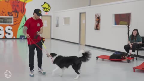 DOG TRAINING VIDEO