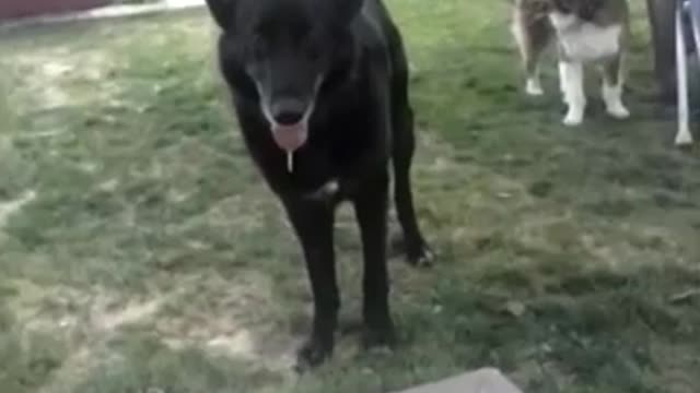Bodhi and Maya playing 1