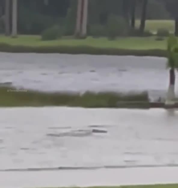 SHARKNADO LIVES: Sharks Seen Swimming in the Streets of Ft. Myers After Hurricane Ian Moves Inland