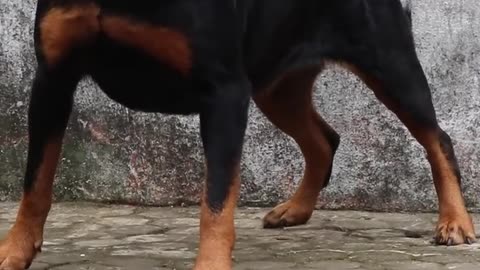 Angry rottweiler