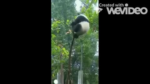 Funny panda moments