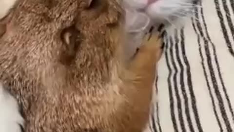 Besties