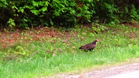 Turkey Vultures