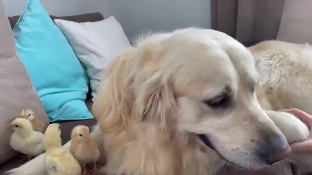 What does a Golden Retriever do when sees Baby Chicks