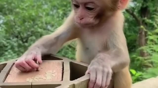 funniest animal 🐵 funny wild animal's life