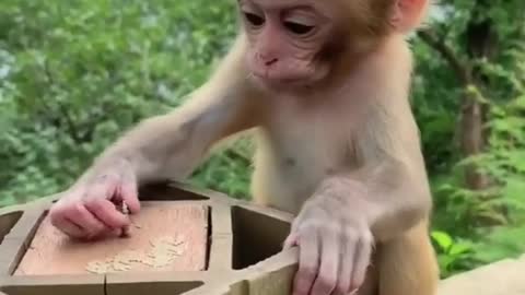 funniest animal 🐵 funny wild animal's life