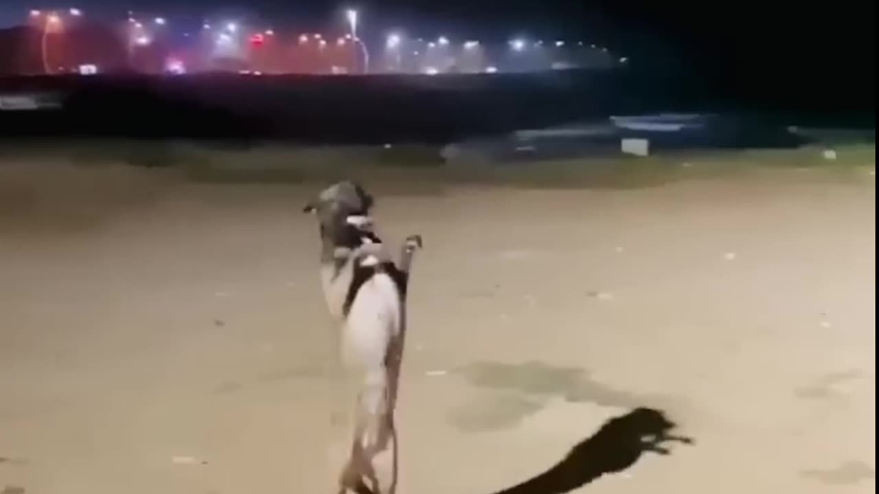 This Dog🐕 Knows Who🤣🤣🤣😂😂