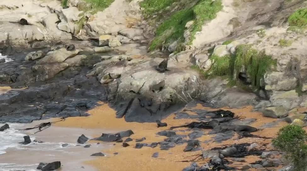 cute baby seal at Katiki historical reserve