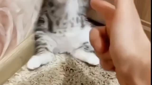 cat