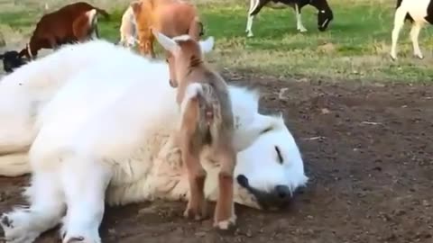 Funny goats