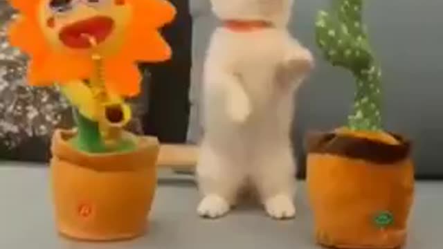 Funny Cat Dance