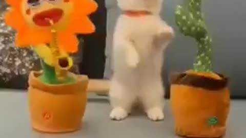 Funny Cat Dance