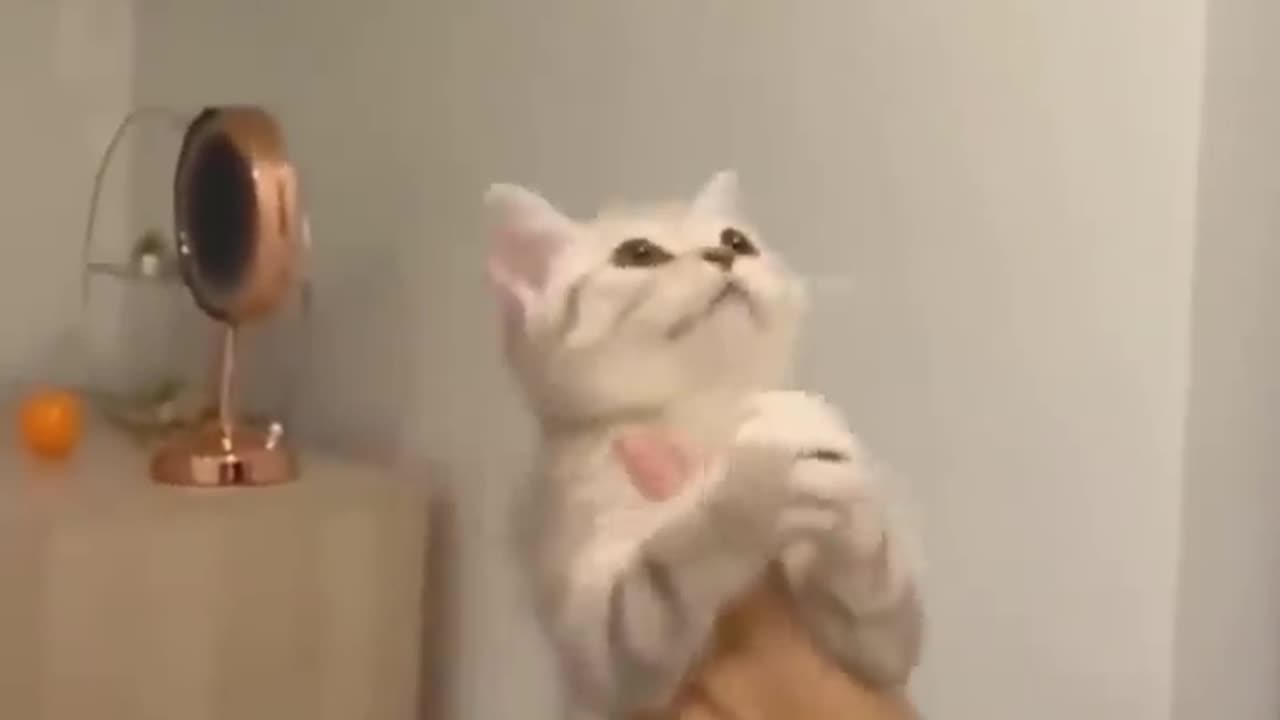 Cute Cat