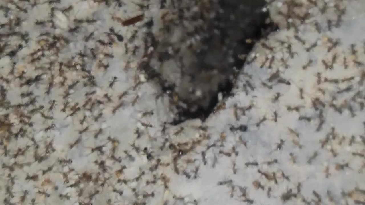 Ant house