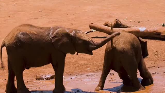 Baby Elephants Playing In The Mud