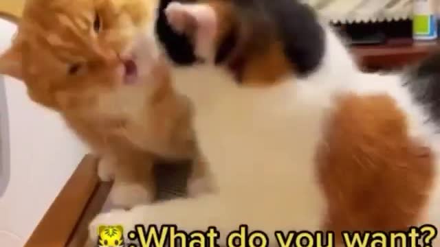 Cat Funny Videos...( I can understand the feeling 😂 ❤️😂🔥) #catlove#love